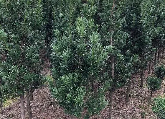 树木|宅院内适合种什么树好 4大适合庭院栽种的风水树木