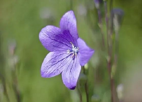 中药材|黄土地适合种植什么药材效益最好 黄土种植的名贵药材