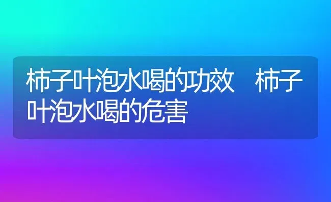 柿子叶泡水喝的功效 柿子叶泡水喝的危害 | 养殖资料投稿