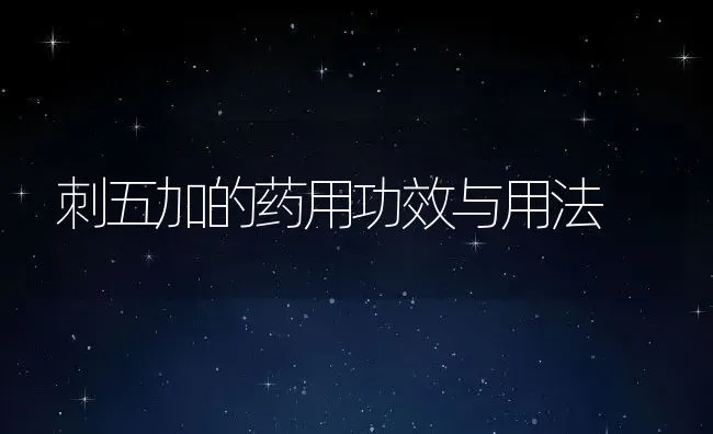 刺五加的药用功效与用法 | 养殖资料投稿