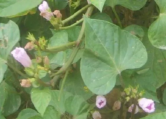 种植前景|番薯种植条件 适合种在什么地方