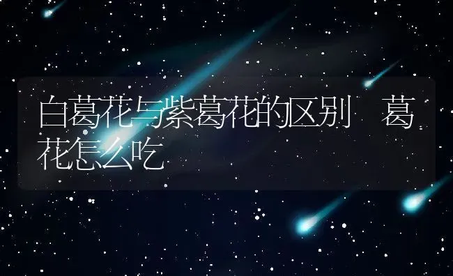 白葛花与紫葛花的区别 葛花怎么吃 | 养殖资料投稿