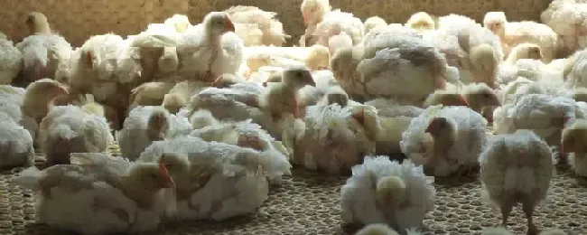 肉鸡饲养密度