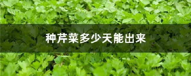 种芹菜多少天能出来