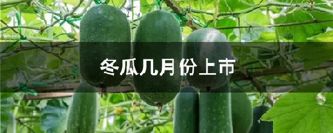 冬瓜几月份上市