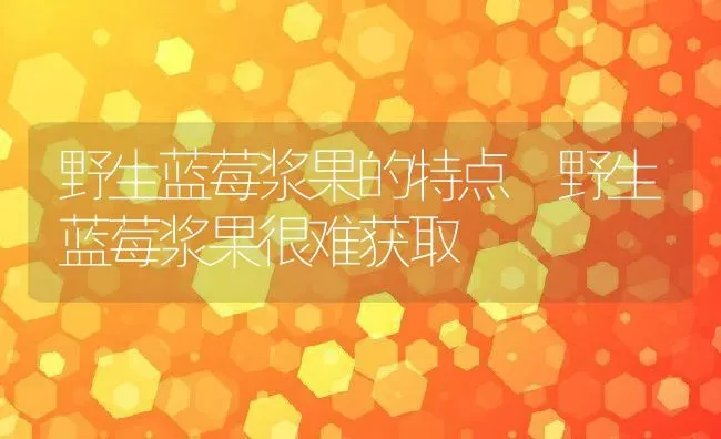 野生蓝莓浆果的特点 野生蓝莓浆果很难获取 | 养殖资料投稿