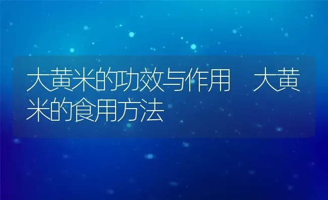 大黄米的功效与作用 大黄米的食用方法 | 养殖资讯