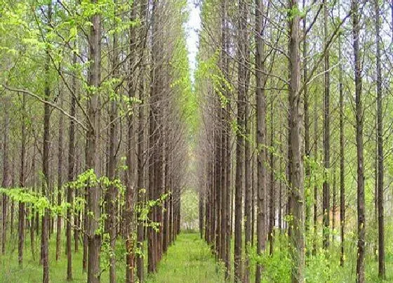 树木|鱼池边适合种什么树