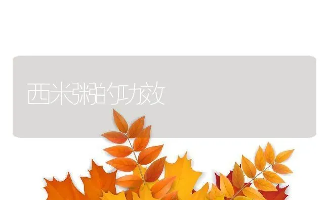 西米粥的功效 | 养殖资讯