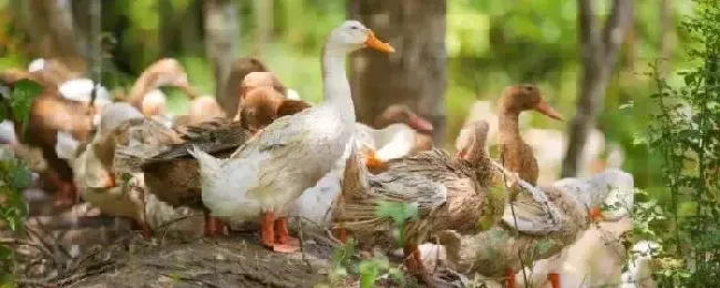 鸭子几个月开始下蛋鸭蛋和鸡蛋哪个更有营养