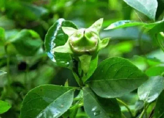 种植前景|当参种植条件 适合什么地方种植