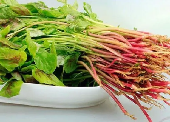 蔬菜|米茜是什么菜