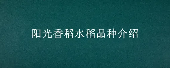 阳光香稻水稻品种介绍