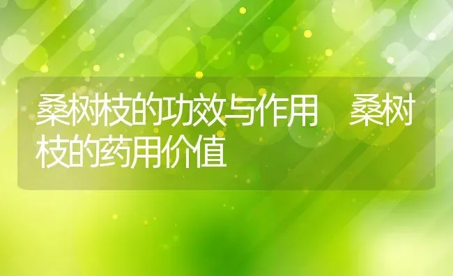 桑树枝的功效与作用 桑树枝的药用价值 | 养殖资料投稿