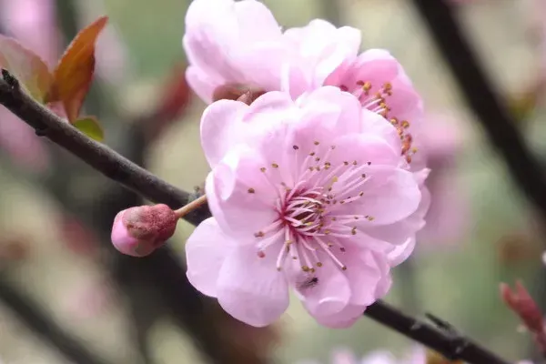 梅花如何剪枝？梅花怎么剪枝