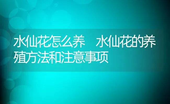 水仙花怎么养 水仙花的养殖方法和注意事项 | 养殖资料投稿