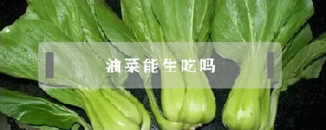 油菜能生吃吗