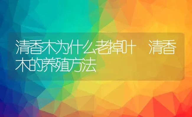 清香木为什么老掉叶 清香木的养殖方法 | 养殖资料投稿