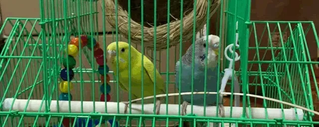 鹦鹉多少钱一只