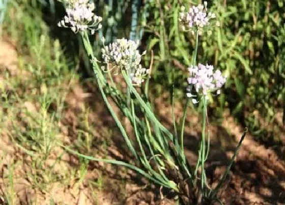 种植前景|知母亩产量多少斤