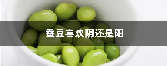 蚕豆喜欢阴还是阳