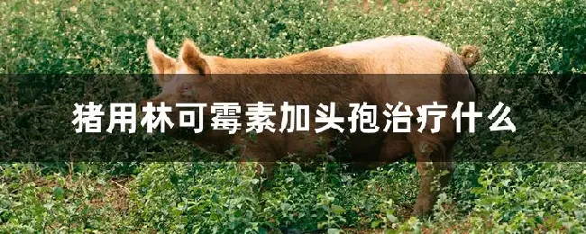 猪用林可霉素加头孢治疗什么