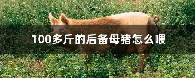 100多斤的后备母猪怎么喂