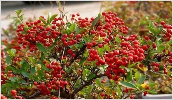 野苹果叫什么名字？野苹果的种植前景如何？ | 热门养殖项目
