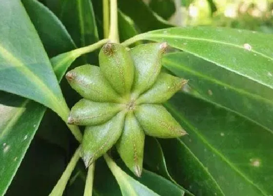 种植前景|八角产量高吗 亩产量多少