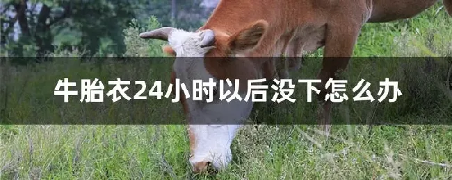 牛胎衣24小时以后没下怎么办