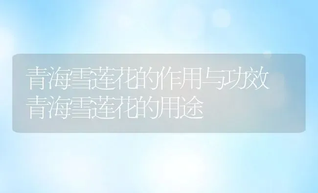 青海雪莲花的作用与功效 青海雪莲花的用途 | 养殖资料投稿