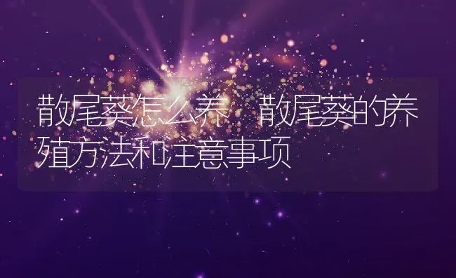 散尾葵怎么养 散尾葵的养殖方法和注意事项 | 养殖资料投稿