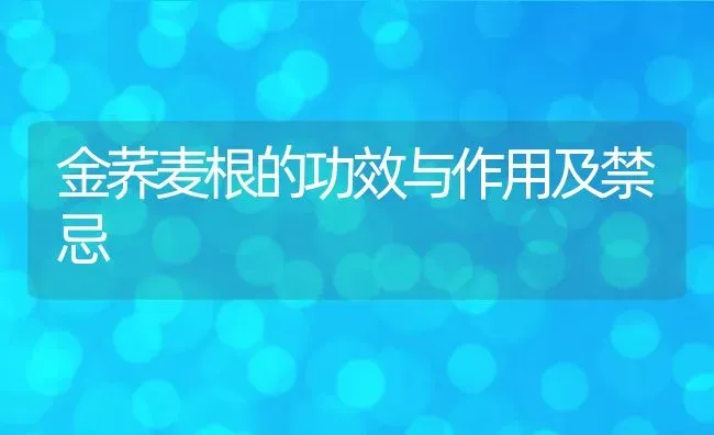 金荞麦根的功效与作用及禁忌 | 养殖资料投稿