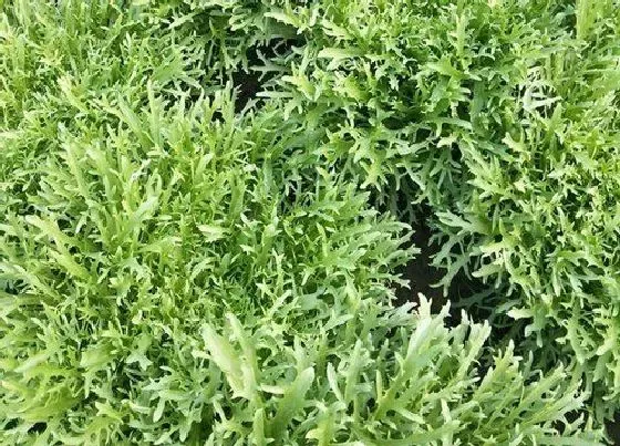 蔬菜|苦菊和雪里红是一种菜吗