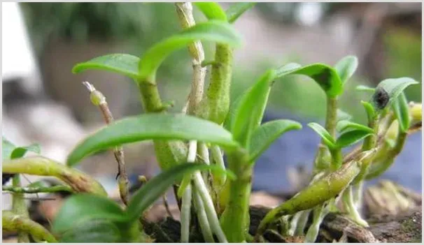 种白芨赚钱是骗局吗？种植白芨的前景怎么样？ | 致富养殖项目