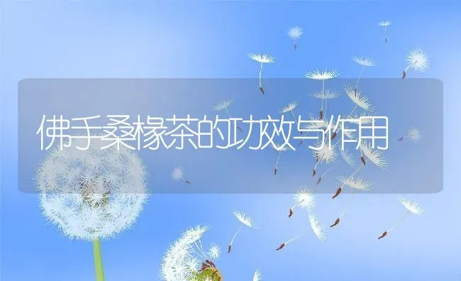 佛手桑椽茶的功效与作用 | 养殖资料投稿