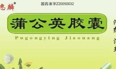 蒲公英胶囊的功效与作用