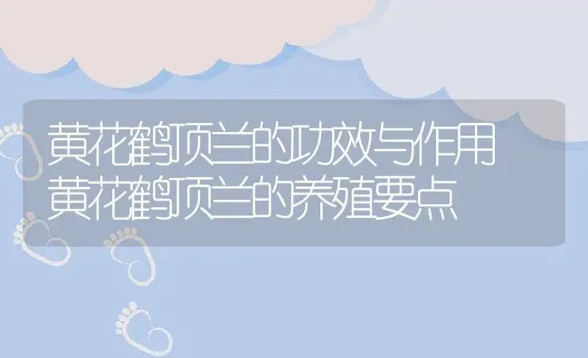 黄花鹤顶兰的功效与作用 黄花鹤顶兰的养殖要点 | 养殖资料投稿