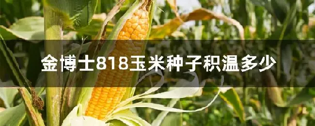 金博士818玉米种子积温多少