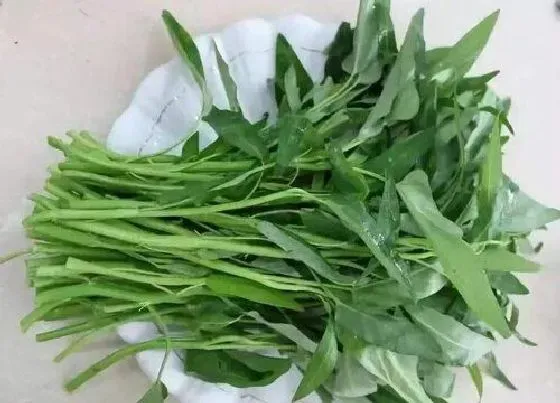 蔬菜|广西蔬菜品种图片 广西特色蔬菜种类大全