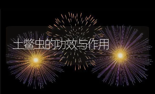 土鳖虫的功效与作用 | 养殖资料投稿