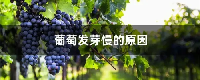 葡萄发芽慢的原因