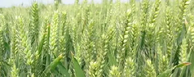 处暑前后成熟待收割的农作物有什么大田类粮食作物有哪些