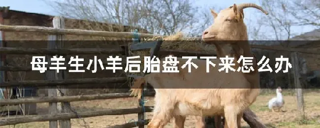 母羊生小羊后胎盘不下来怎么办