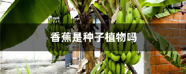 香蕉是种子植物吗