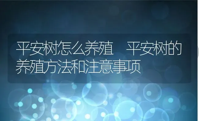 平安树怎么养殖 平安树的养殖方法和注意事项 | 养殖资料投稿