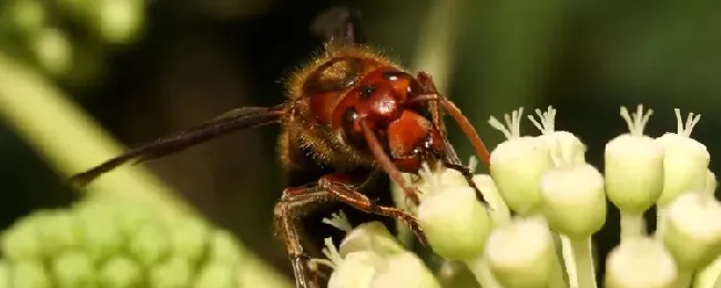 中国大虎头蜂真能蜇死人吗？