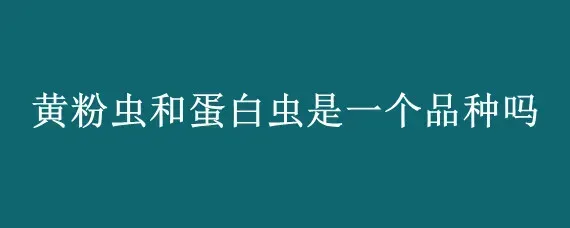 黄粉虫和蛋白虫是一个品种吗