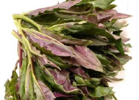 蔬菜|米茜是什么菜