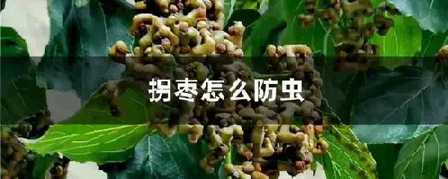 拐枣怎么防虫